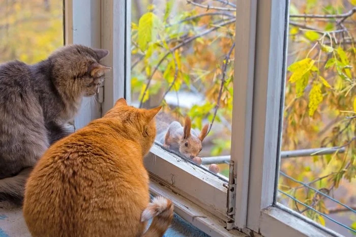 Кошки, которые любят посидеть на окошке