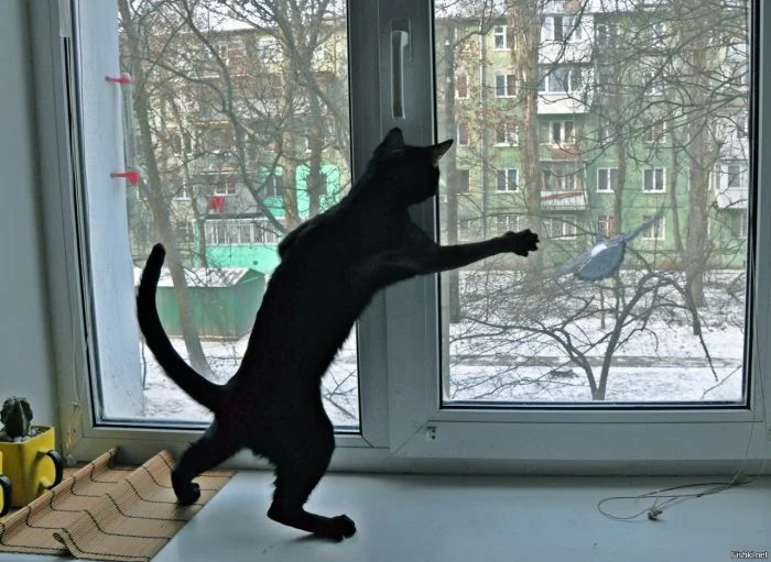 Кошки, которые любят посидеть на окошке