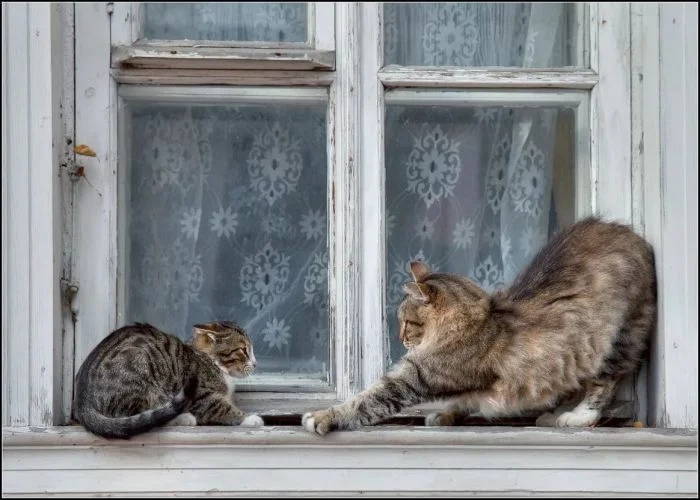 Кошки, которые любят посидеть на окошке