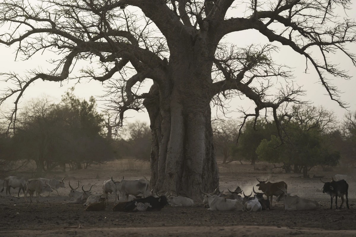 Скотоводы в Сенегале разводят домашний скот как и столетия назад