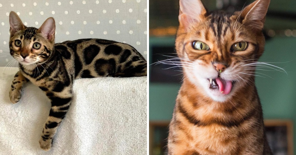 Самые умные породы кошек по версии экспертов
