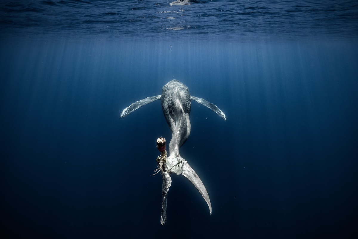 Победители фотоконкурса Ocean Photography Awards 2023