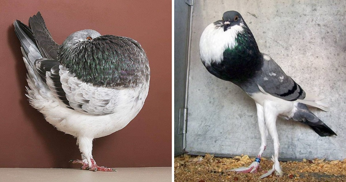 Удивительные и необычные породы домашних птиц