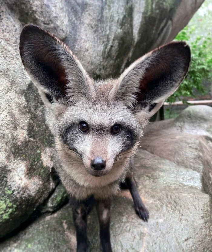 Великолепие животных с изумительно большими ушами