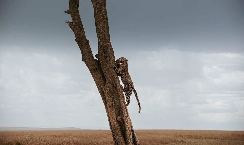 Фотографии дикой природы с премии Fine Art Photography Awards 2023