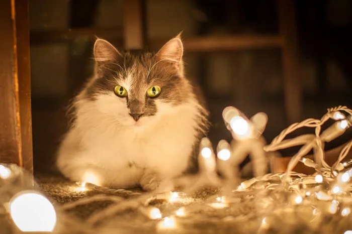 Праздничные котики в светящихся гирляндах