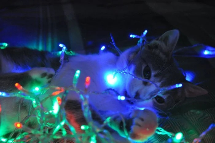 Праздничные котики в светящихся гирляндах