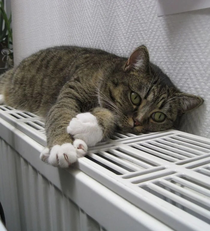 Радиатор для кота – настоящая находка в холодное время года