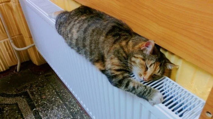 Радиатор для кота – настоящая находка в холодное время года