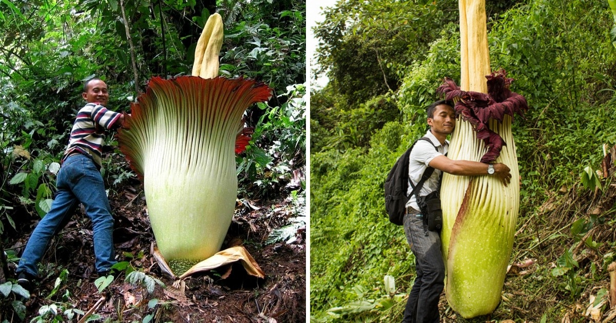 Удивительные растения, которые поставили рекорды своими размерами