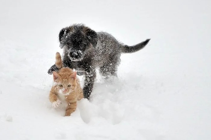 Зимние игры братьев наших меньших в снегу