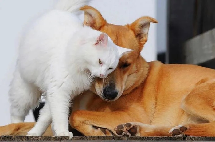 Такие милые отношения кошек с собаками