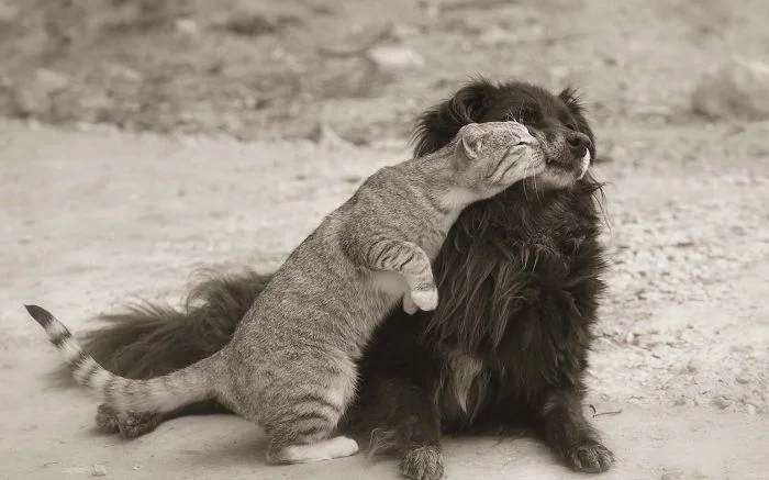 Такие милые отношения кошек с собаками