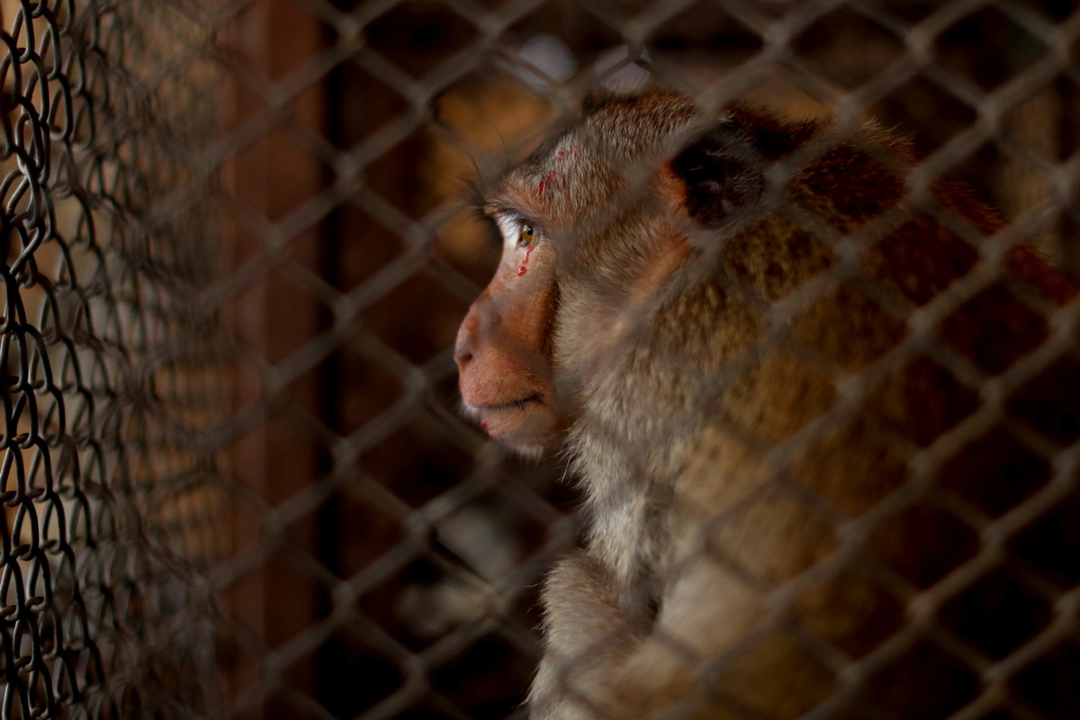 3500 обезьян захватили тайский город, заставляя людей бежать