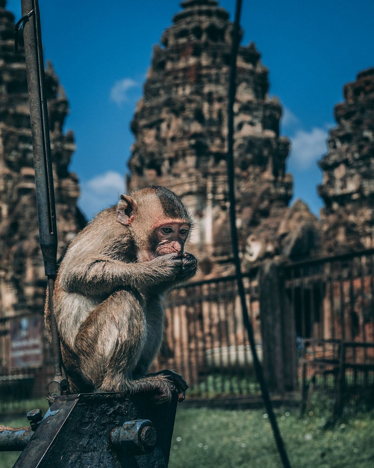 3500 обезьян захватили тайский город, заставляя людей бежать