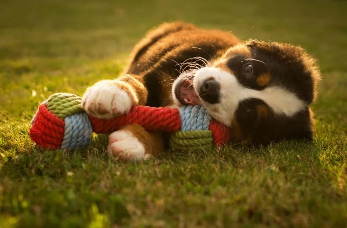 Довольные собаки в объятиях с любимыми игрушками