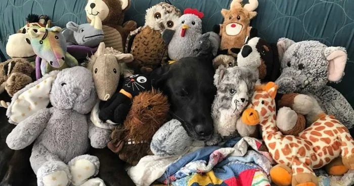 Довольные собаки в объятиях с любимыми игрушками