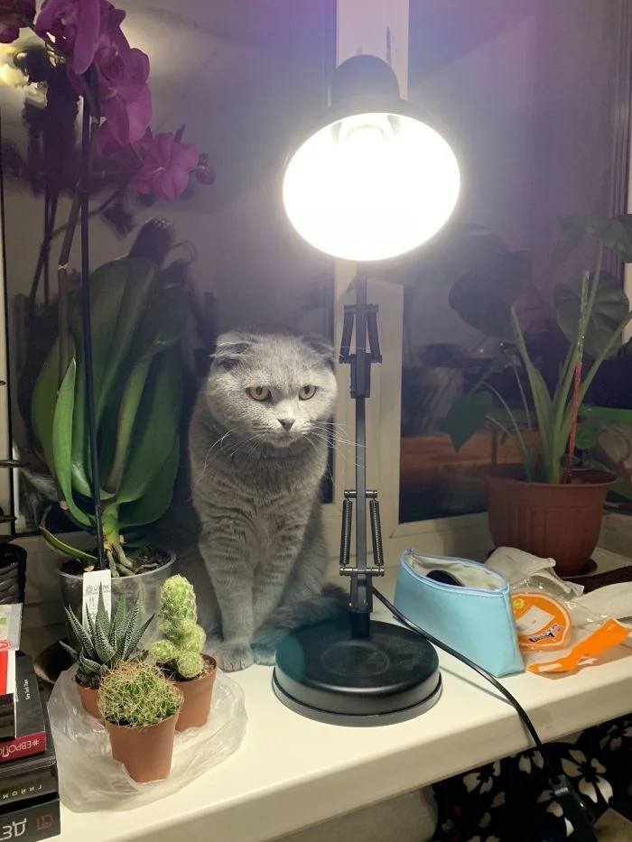 Уютные и душевные ламповые котики