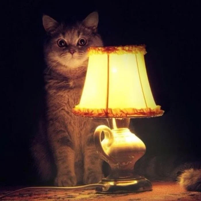 Уютные и душевные ламповые котики