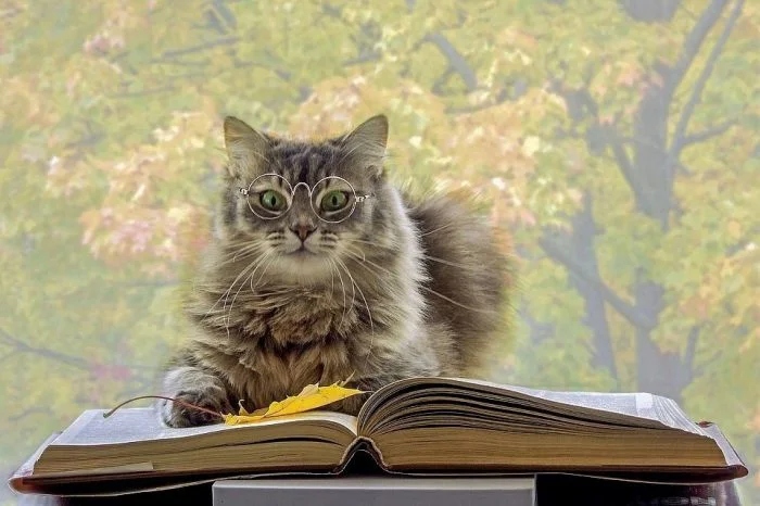 Котики, которые тоже любят почитать