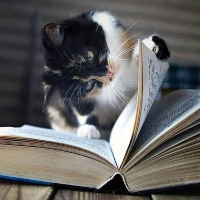 Котики, которые тоже любят почитать