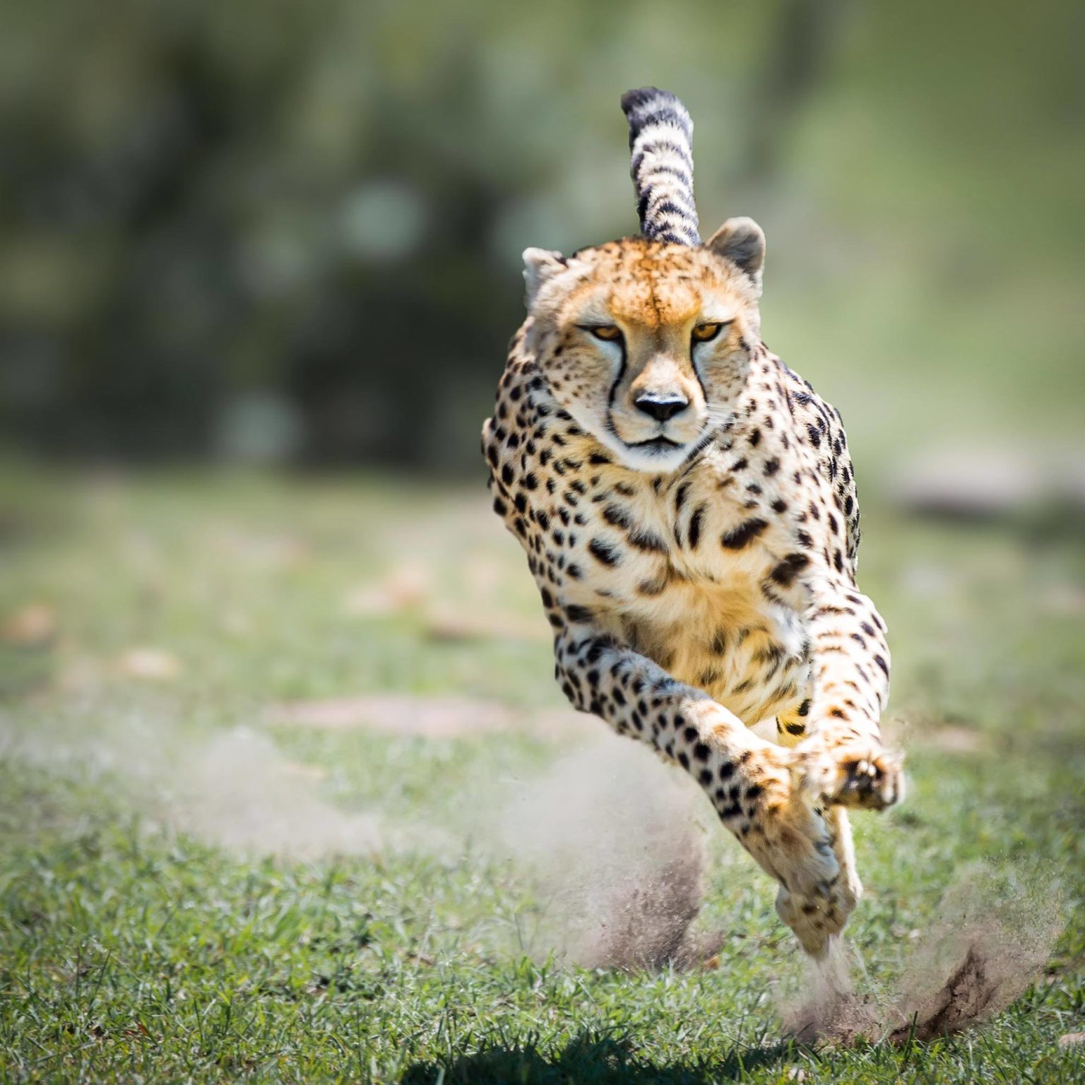 Список самых быстрых животных в мире