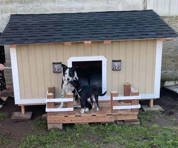 Самодельные домики для комфорта собак