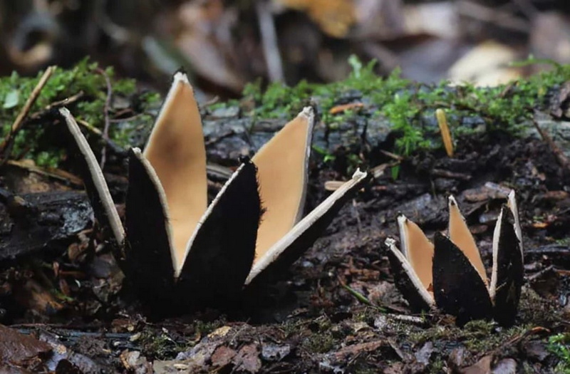 Самые необычные и красивые грибы в мире