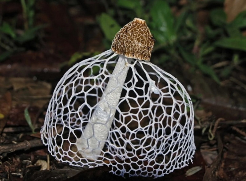 Самые необычные и красивые грибы в мире