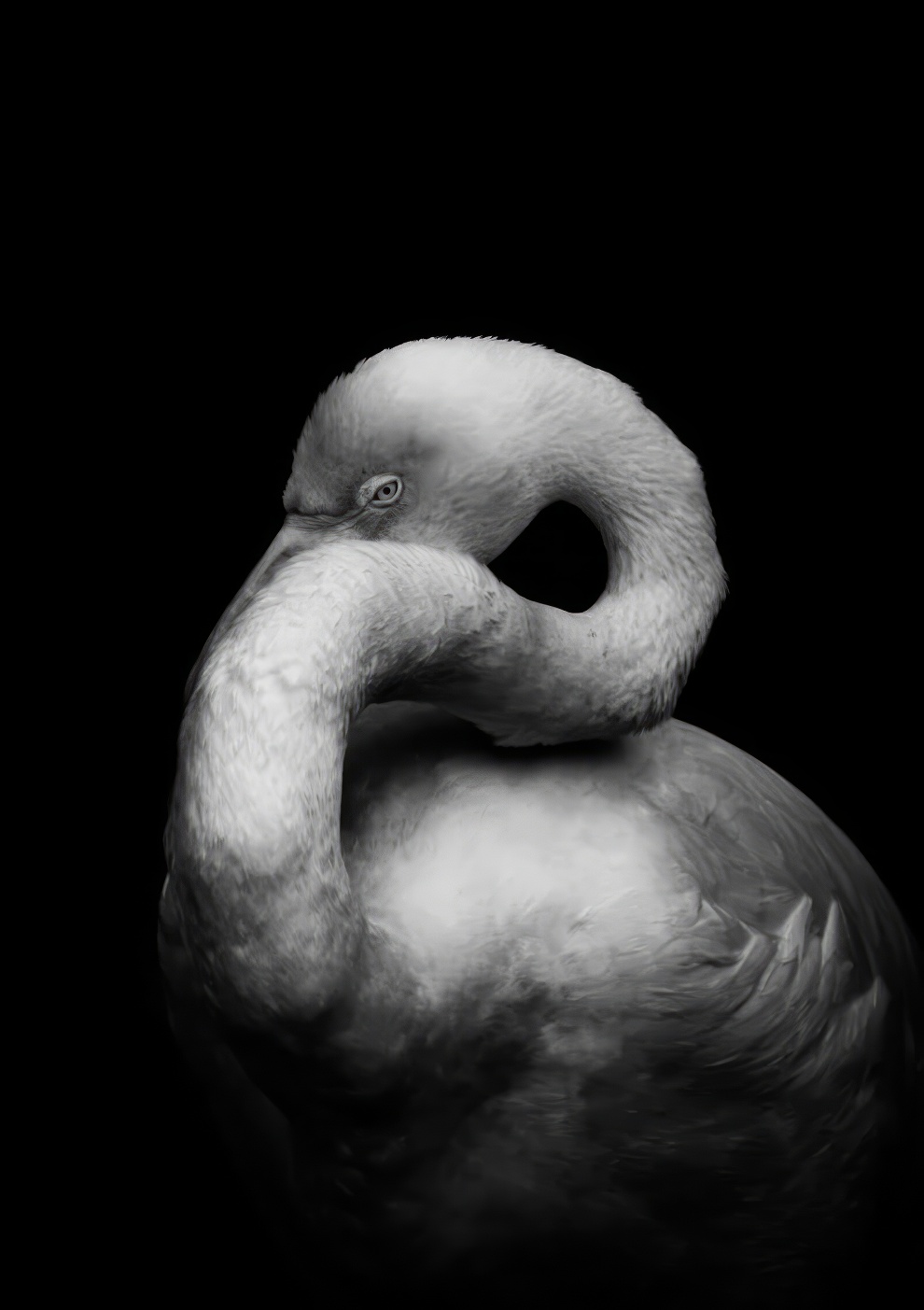 Чёрно-белые снимки природы победители Monochrome Photography Awards