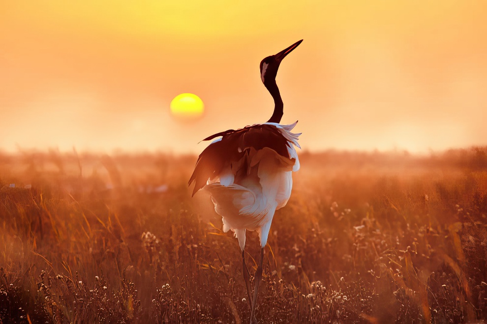 Птицы и животные с конкурса фотографий природы