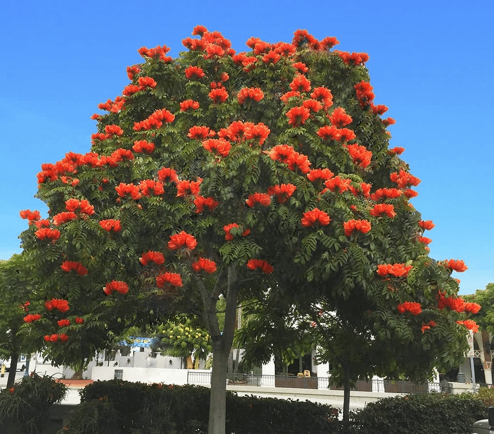 Самые необычные виды деревьев в мире