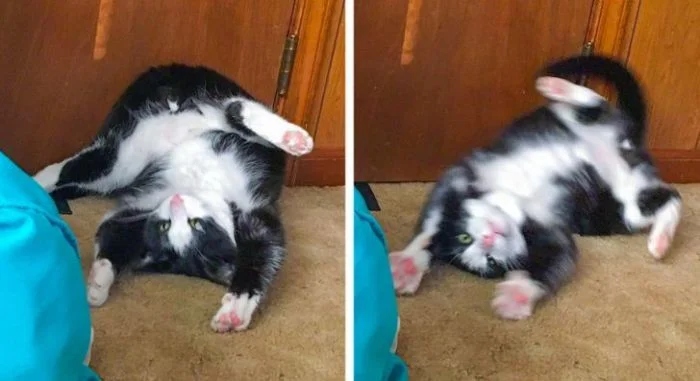 Снимки котиков, попавших в самые нелепые ситуации