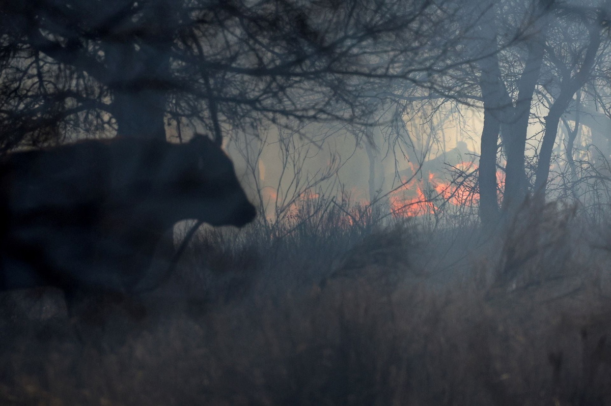 Лесные пожары в Техасе оставляют за собой выжженный след