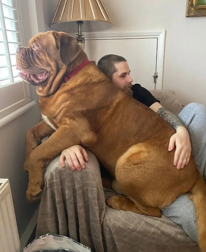 Очаровательные породы собак с впечатляющими размерами
