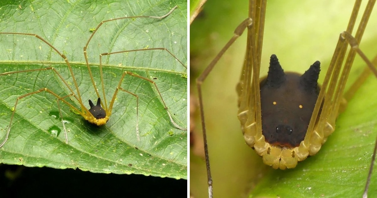 Самые необычные и удивительные пауки в мире