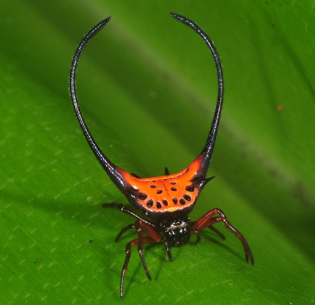 Самые необычные и удивительные пауки в мире