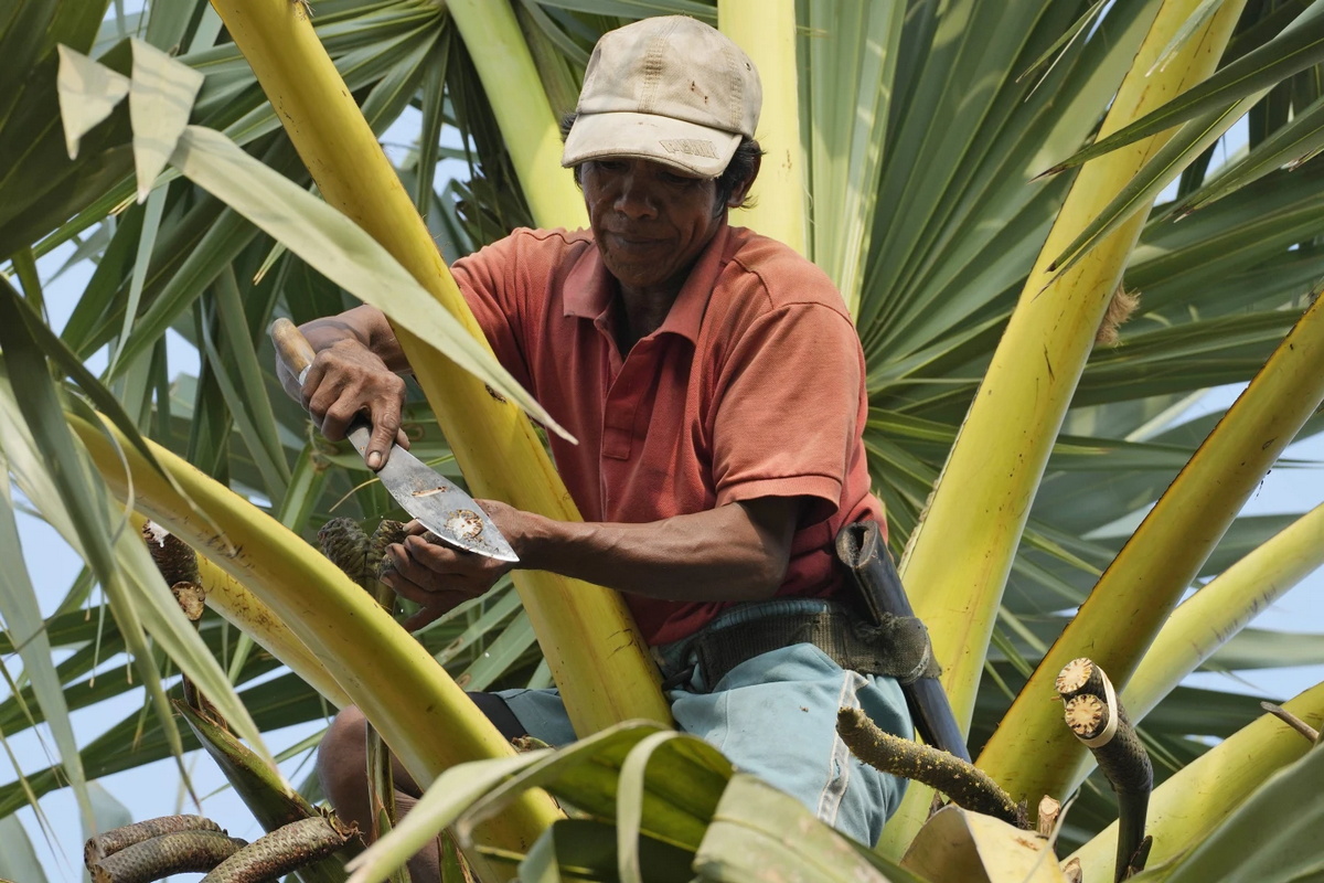 Сбор сока для производства пальмового сахара: тяжелая работа для камбоджийцев