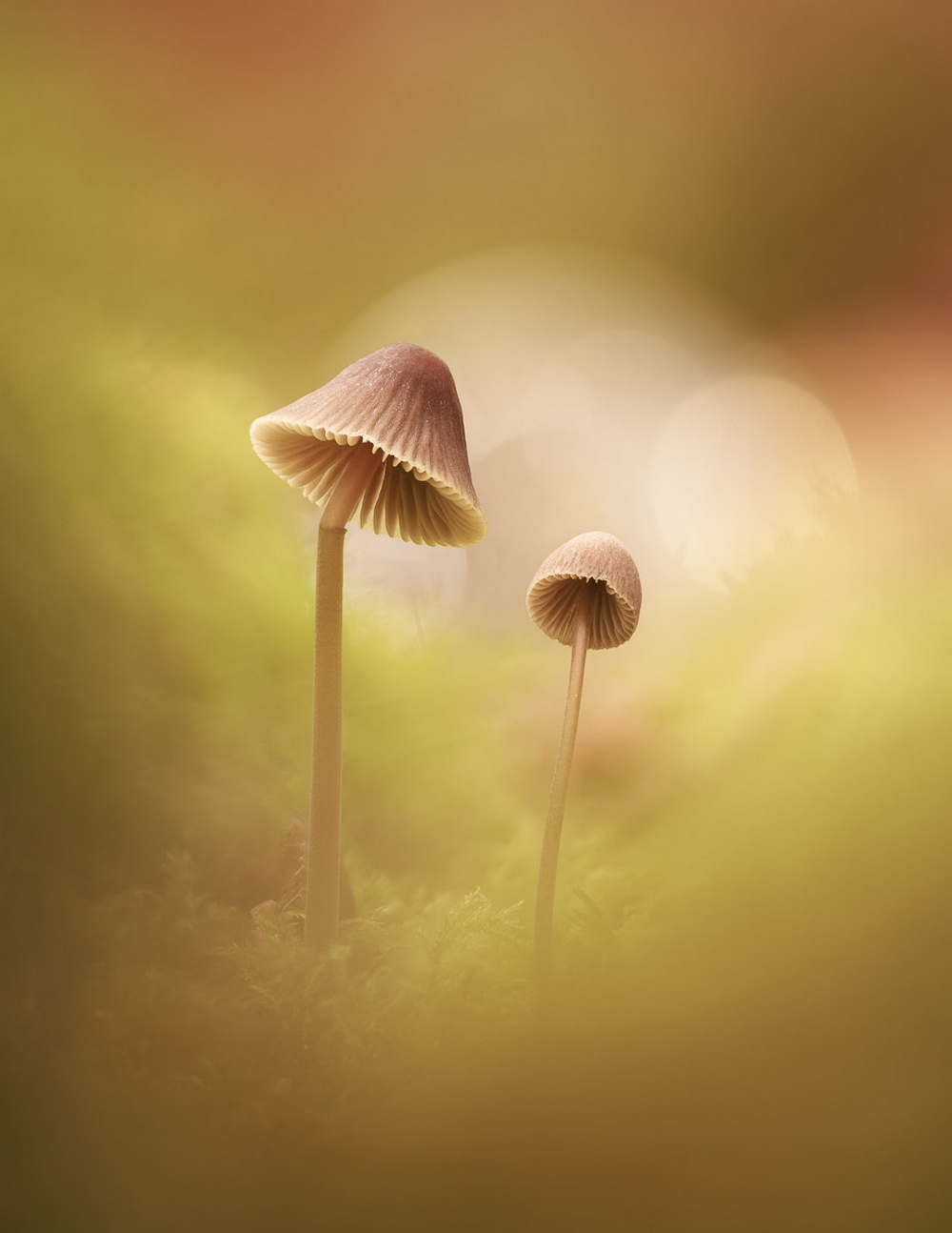 Эффектные снимки грибов с премии Садовый фотограф года