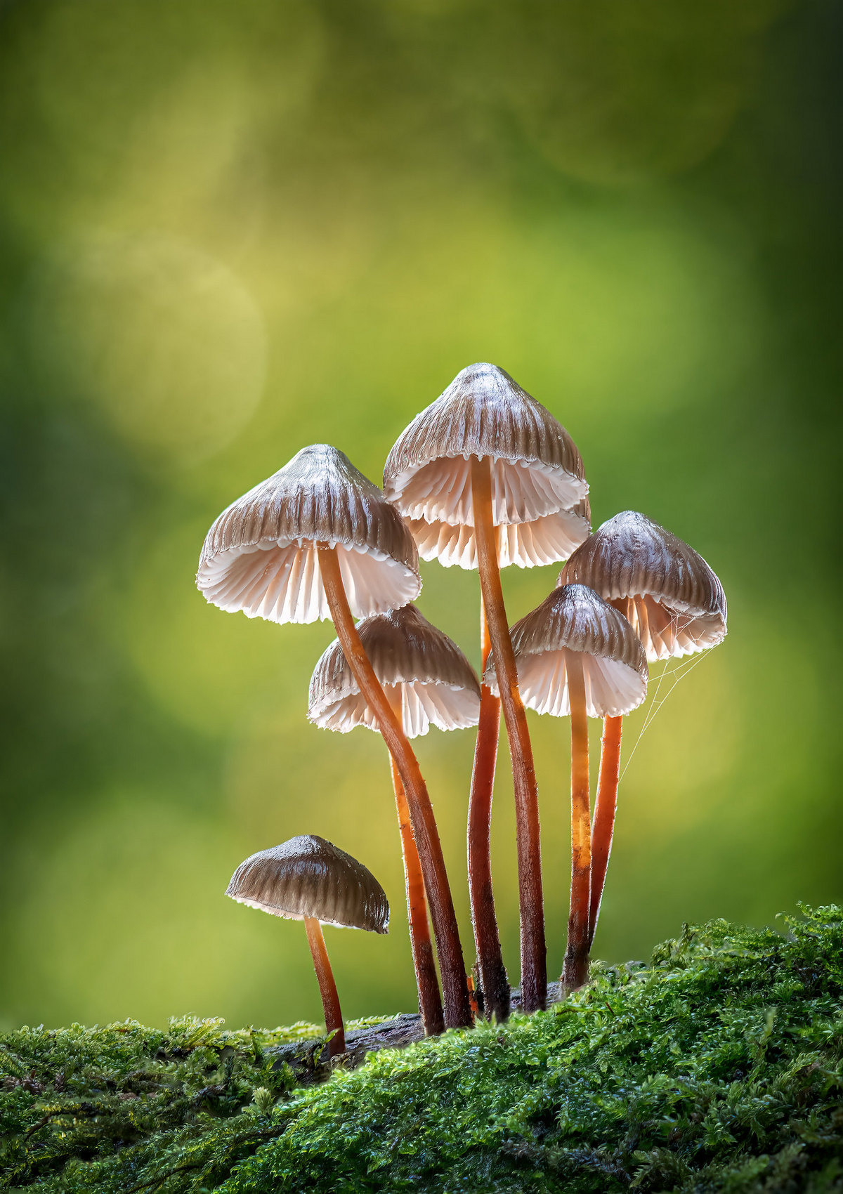 Эффектные снимки грибов с премии Садовый фотограф года