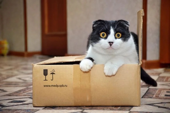 Котиков всегда привлекают обычные картонные коробки