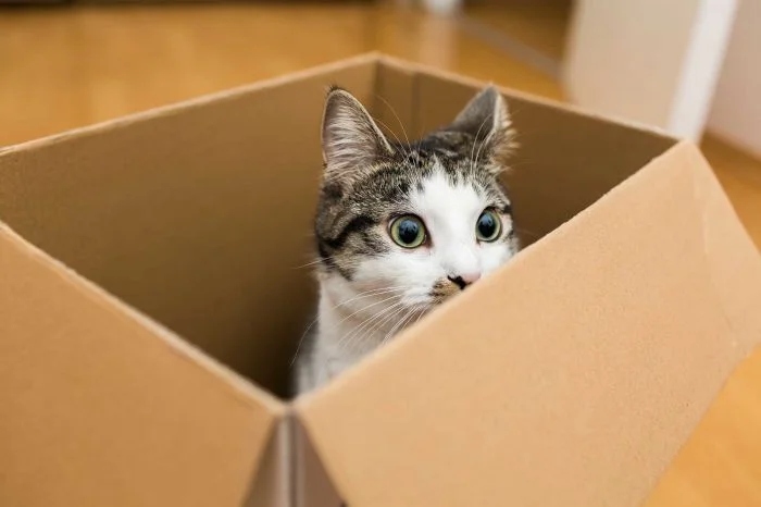 Котиков всегда привлекают обычные картонные коробки