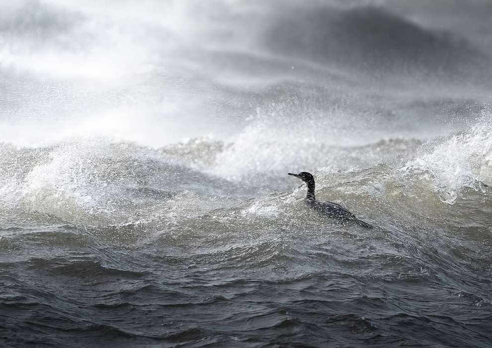 Снимки-победители премии Scottish Nature Photography Awards 2023