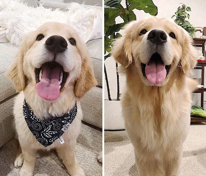 Снимки покажут, как меняются собаки со временем