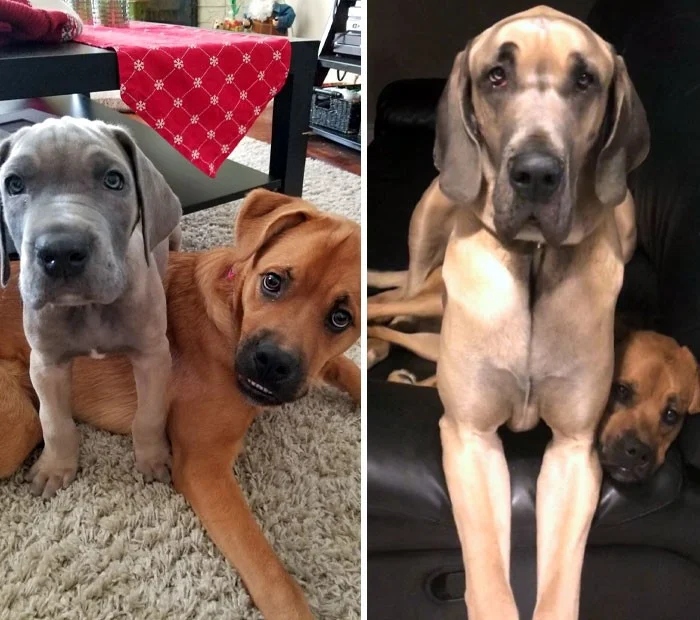 Снимки покажут, как меняются собаки со временем