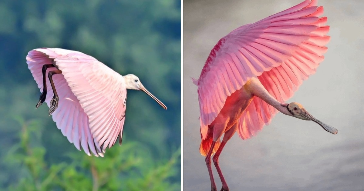 Яркие и гламурные животные в розовом цвете