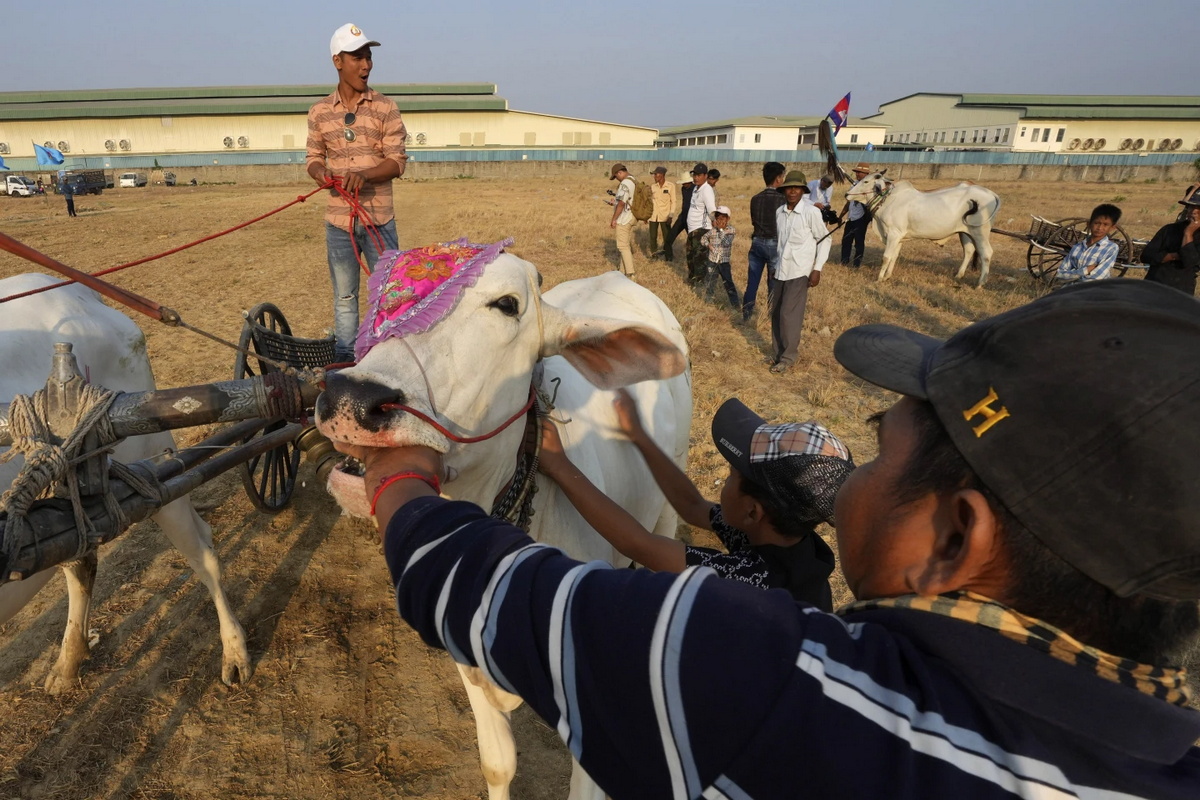 Жители Камбоджи провели гонки на запряженных волами повозках