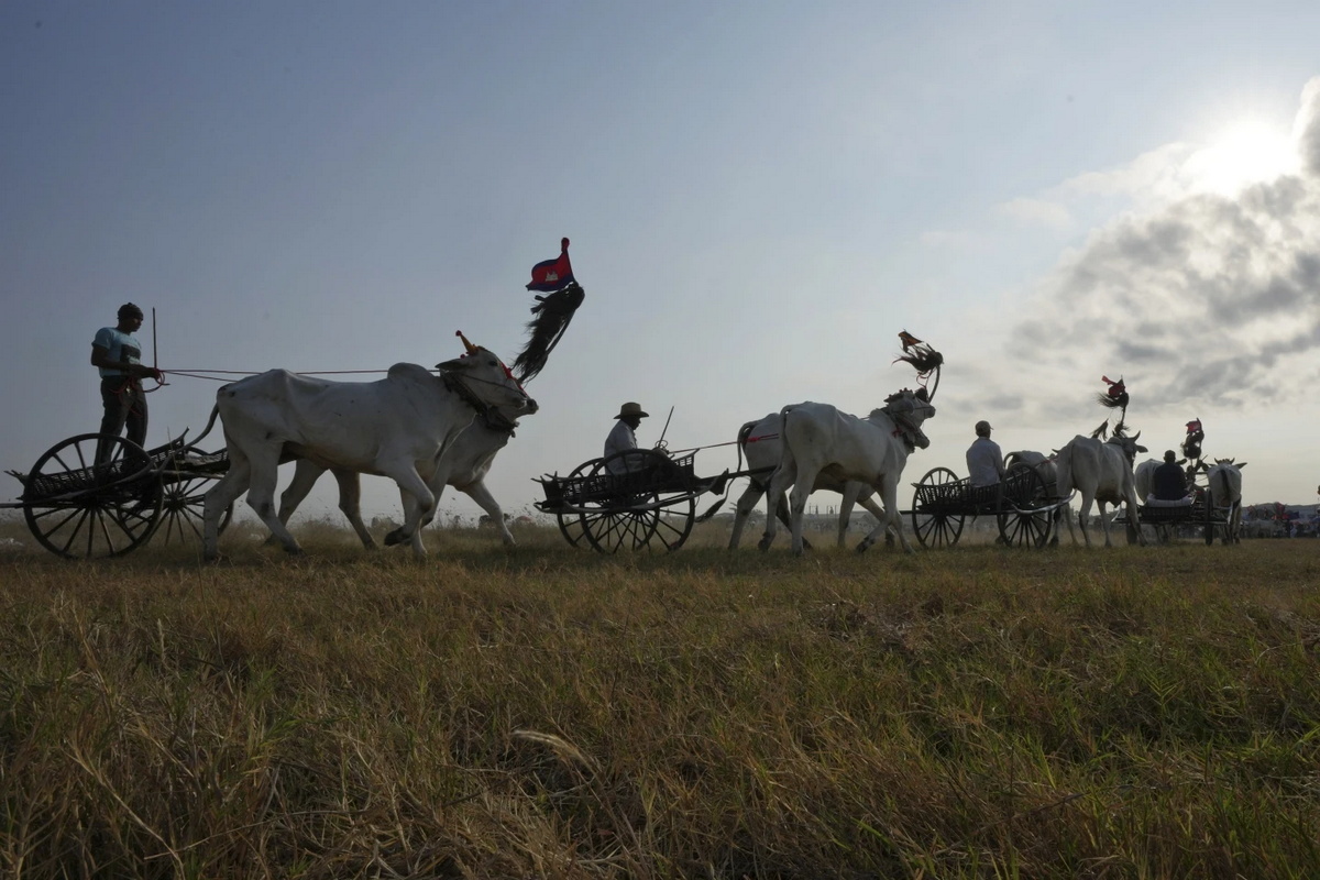 Жители Камбоджи провели гонки на запряженных волами повозках