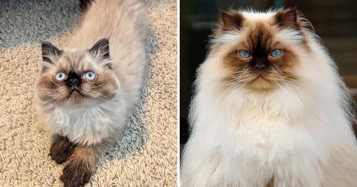 Самые несимпатичные породы кошек по версии обычных людей