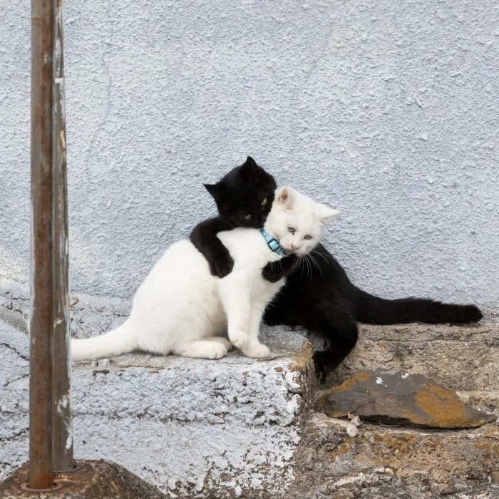 Кошачьи дуэты или союз пушистых сердец на снимках